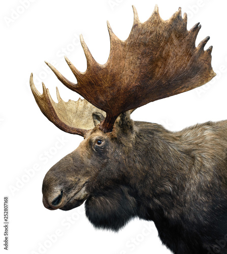 Moose (or Elk) with huge Antlers isolated on white. photo
