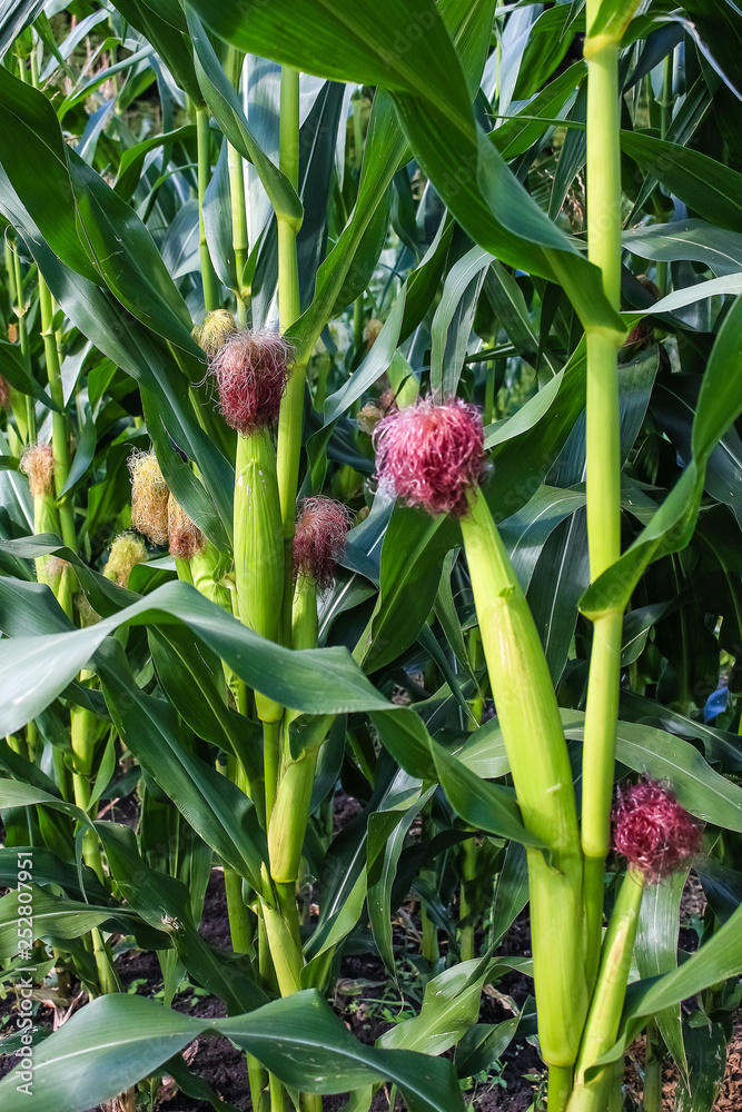 Obraz premium corn grows in a field