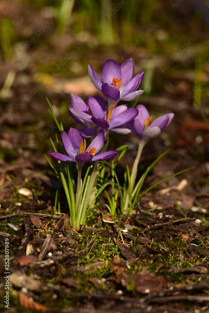 Blühender Krokus Blühender Krokus