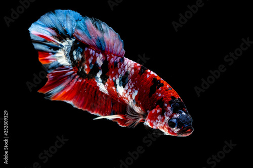 Betta fish Fight in the aquarium photo