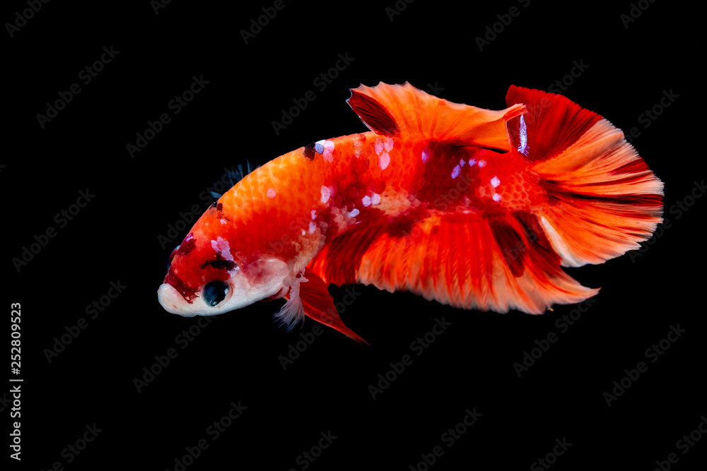 Betta fish Fight in the aquarium Betta fish Fight in the aquarium