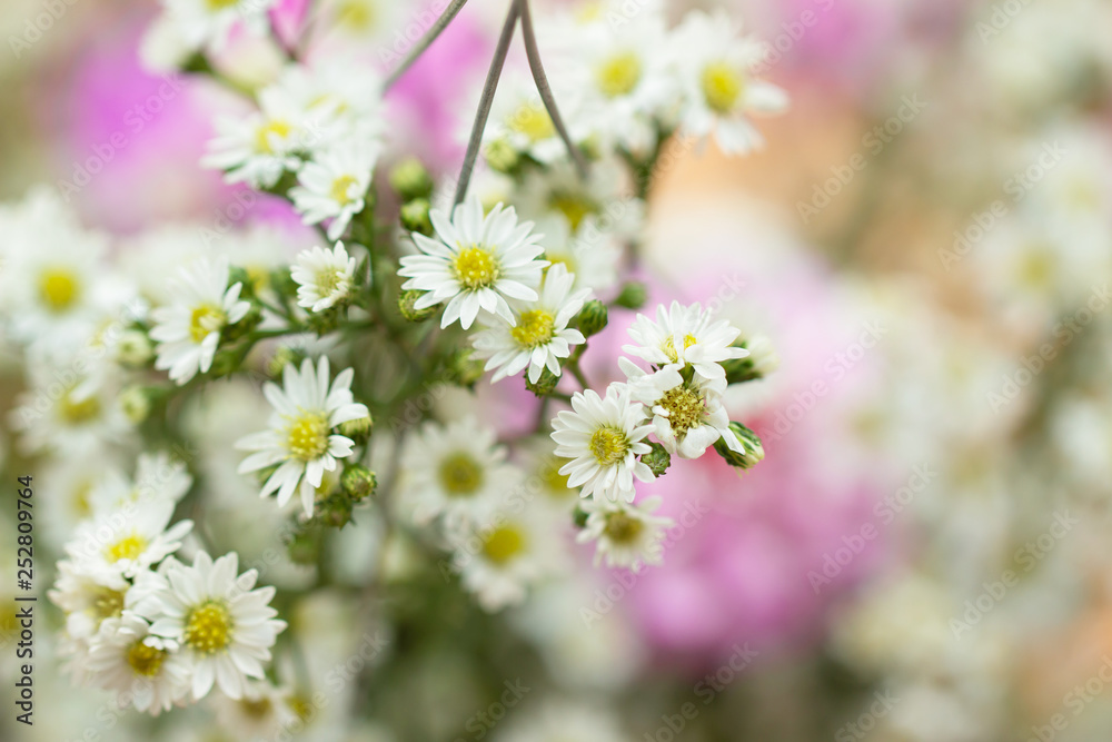 White Cutter Flowers in bouquet White Cutter Flowers in bouquet