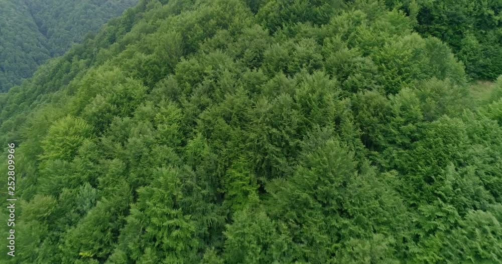 Aerial view: Flying over the Transcarpathian forests that are on the verge of destruction due to excessive logging Aerial view: Flying over the Transcarpathian forests that are on the verge of destruction due to excessive logging