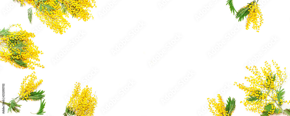 Yellow Mimosa flowers on white background top view flat lay copy space. Spring gentle composition, concept of spring season, symbol of 8 March, happy women's day. Flower background, Easter decoration. Yellow Mimosa flowers on white background top view flat lay copy space. Spring gentle composition, concept of spring season, symbol of 8 March, happy women's day. Flower background, Easter decoration.