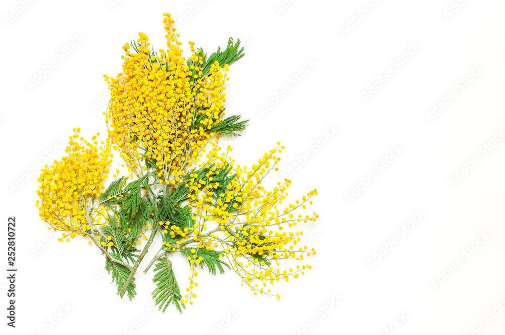 Yellow Mimosa flowers on white background top view flat lay copy space. Spring gentle composition, concept of spring season, symbol of 8 March, happy women's day. Flower background, Easter decoration.