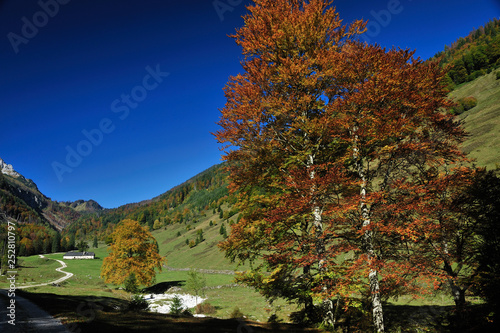 forest in bodinggraben, national park kalkalpen, molln, austria photo