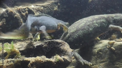 Bergmolche, Alpine newt, Ichthyosaura alpestris photo