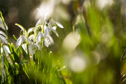 Verzaubert im Frühling - Schneeglöckchen (Galanthus)