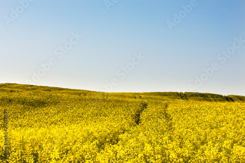 Yellow field of oilseed rape and blue sky