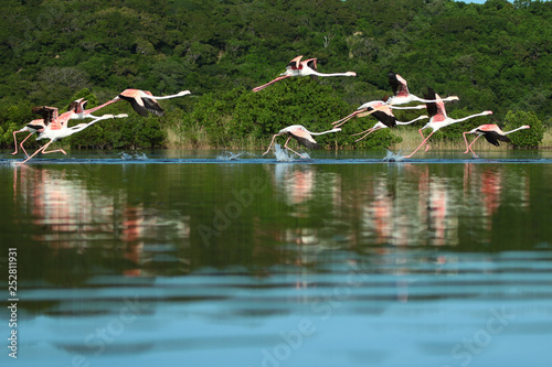 Flamingo takeoff