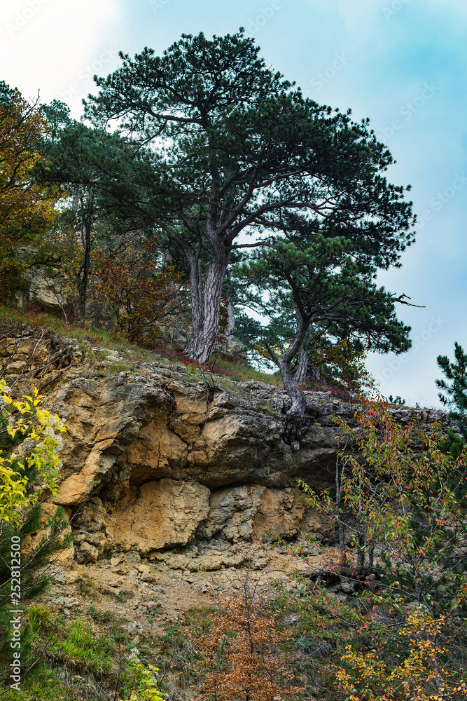 Fototapeta premium tree on top of a mountain
