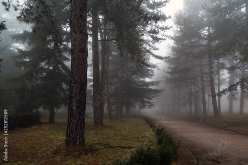 pine alley hidden by fog