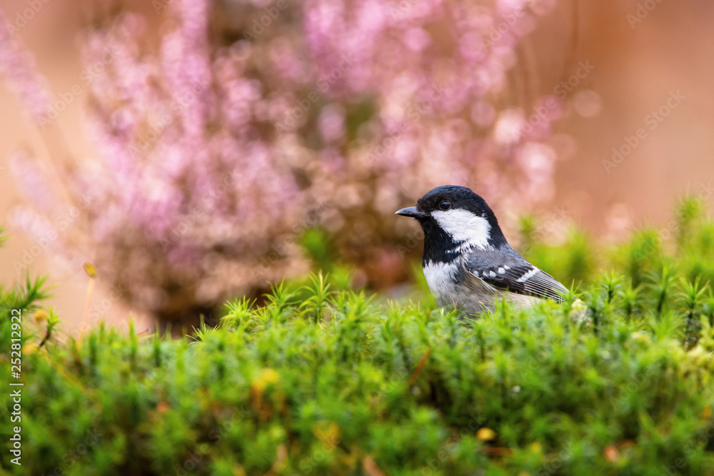 The Coal Tit or Periparus ater is sitting in color environment of wildlife The Coal Tit or Periparus ater is sitting in color environment of wildlife