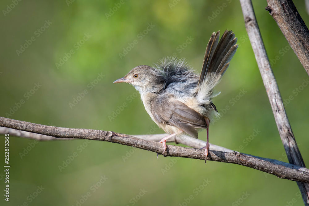 The Plain Prinia or The Plain or White-browed Wren-warbler or Prinia inornata is perched on the branch nice natural environment of wildlife in Srí Lanka or Ceylon.. The Plain Prinia or The Plain or White-browed Wren-warbler or Prinia inornata is perched on the branch nice natural environment of wildlife in Srí Lanka or Ceylon..