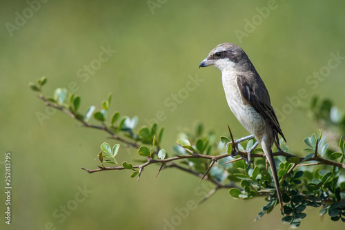 The Brown Shrike or Lanius cristatus is perched on the branch nice natural environment of wildlife in Srí Lanka or Ceylon..
