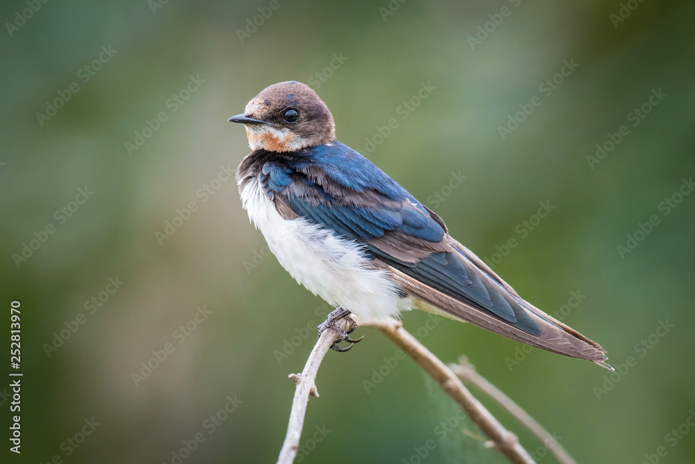 The Barn Swallow or Hirundo rustica is perched on the branch nice natural environment of wildlife in Srí Lanka or Ceylon.. The Barn Swallow or Hirundo rustica is perched on the branch nice natural environment of wildlife in Srí Lanka or Ceylon..