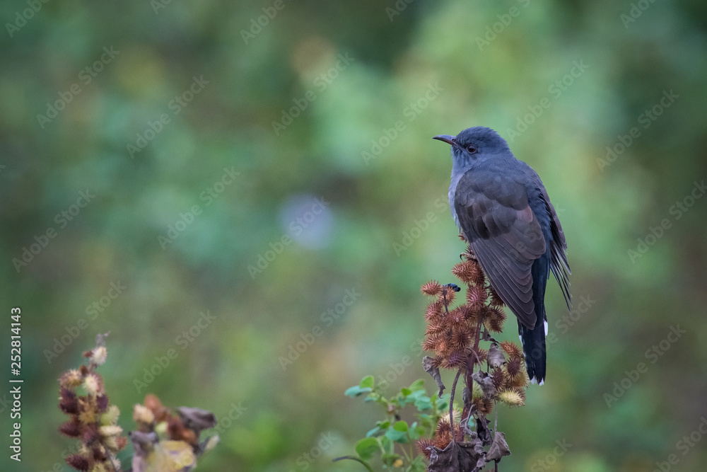Obraz premium The Grey-bellied Cuckoo or the Indian Plaintive Cuckoo or Cacomantis passerinus is perched on the branch nice natural environment of wildlife in Srí Lanka or Ceylon..
