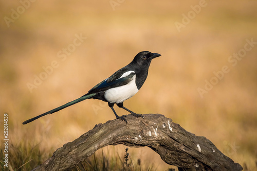 The Eurasian Magpie or Common Magpie or Pica pica is sitting on the branch with colorful background and nice soft light © Petr Šimon