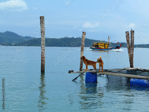 Romantic seascape in a beautiful bay, dogs on a wooden jetty, Malaysia, island, Malacca Strait, concept of vacation, travel.
