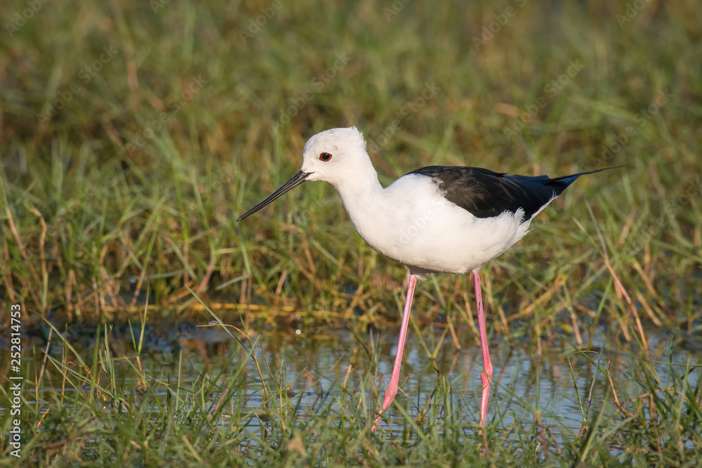 The Black-winged Stilt or Himantopus himantopus is walking in the wather in nice natural environment of wildlife in Srí Lanka or Ceylon The Black-winged Stilt or Himantopus himantopus is walking in the wather in nice natural environment of wildlife in Srí Lanka or Ceylon