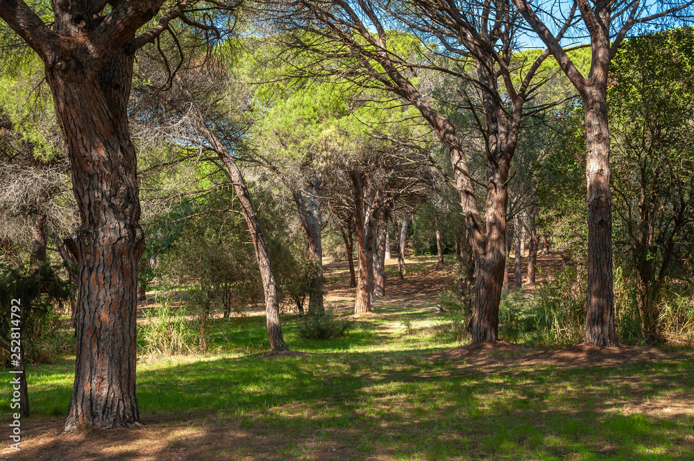 Naklejka premium Pine trees in the park Aurelien in Frejus