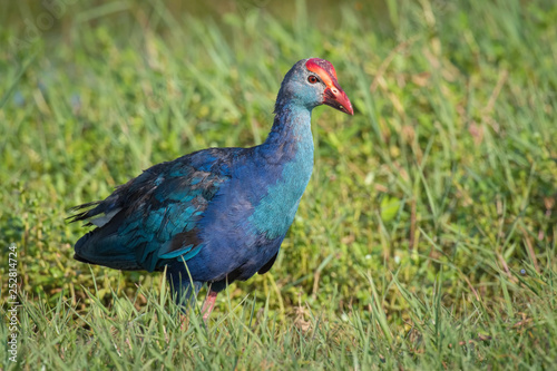 The Western Swamphen or Porphyrio porphyrio is standing on the ground in nice natural environment of wildlife in Srí Lanka or Ceylon..