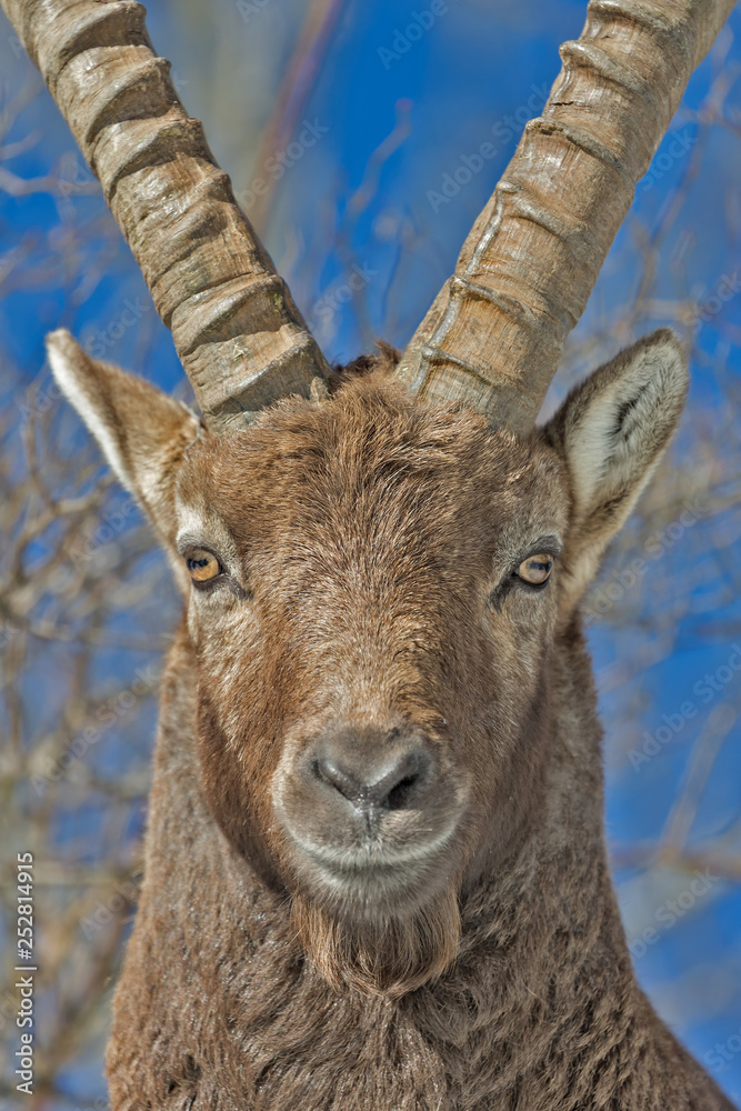 Faccia a faccia con un giovane stambecco delle Alpi (Capra ibex) Faccia a faccia con un giovane stambecco delle Alpi (Capra ibex)