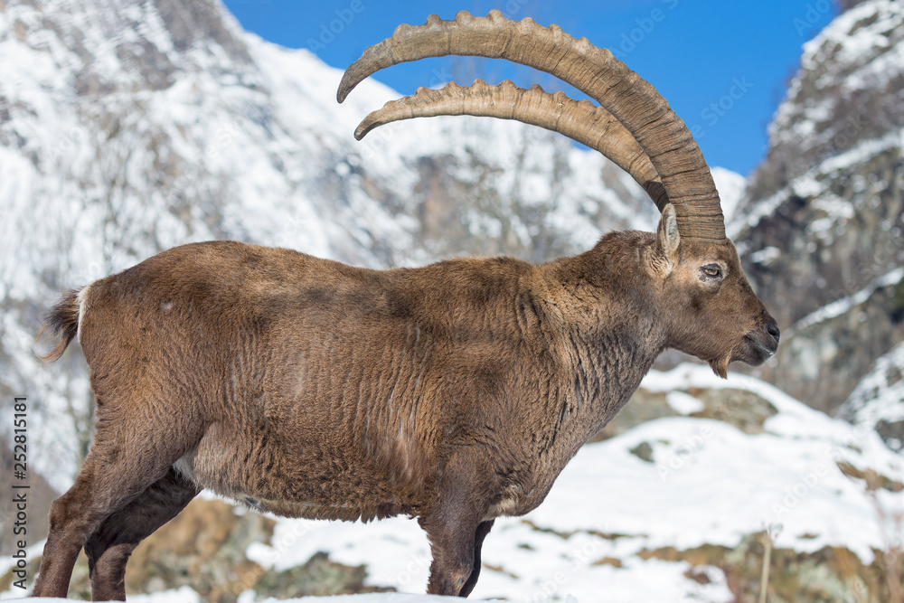 Una bestia incredibile, lo stambecco delle Alpi (Capra ibex)
