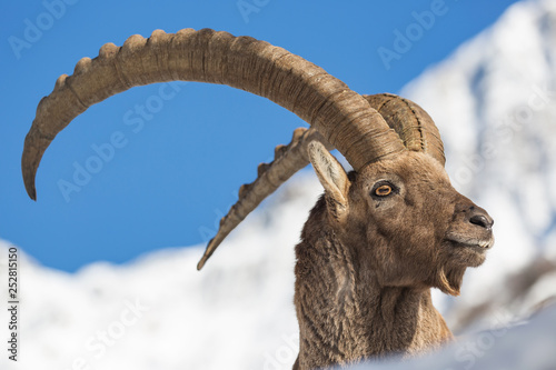 Fototapet Magnifico ritratto di uno stambecco (Capra ibex)