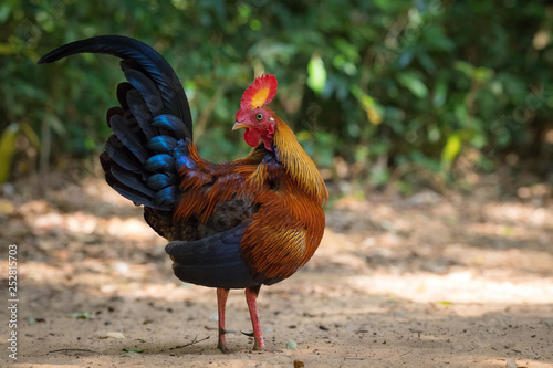 The Sri Lankan Junglefowl or Gallus lafayettii is standing on the ground in nice natural environment of wildlife in Srí Lanka or Ceylon.. photo