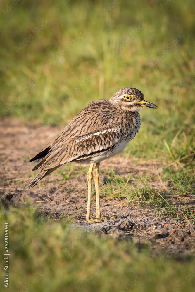 The Indian Stone-curlew or Indian Thick-knee or Burhinus indicus is standing on the ground in nice natural environment of wildlife in Srí Lanka or Ceylon..
