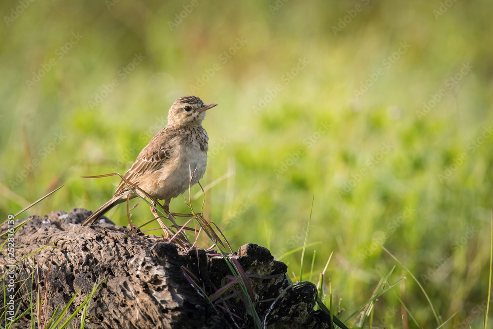 Obraz premium The Paddyfield Pipit or Oriental Pipit or Anthus rufulus is standing on the ground in nice natural environment of wildlife in Srí Lanka or Ceylon..