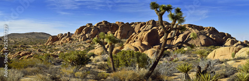 Joshua Tree national park, California