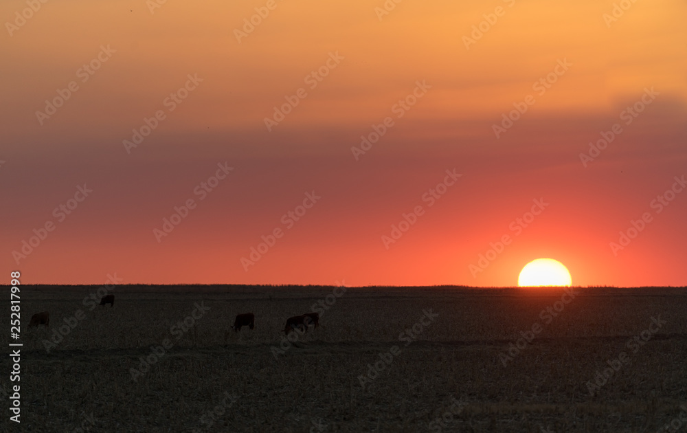 Sunsets over a cattle farm in the Orange Freestate of South Africa Sunsets over a cattle farm in the Orange Freestate of South Africa
