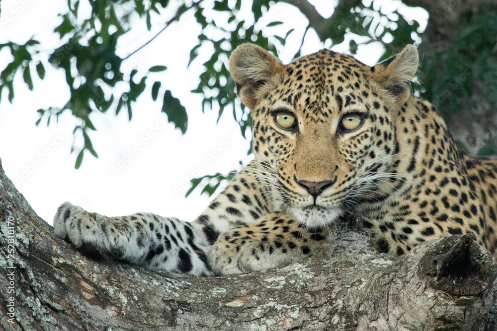 Fototapeta premium Nyala Female