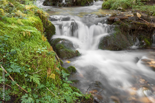 Fototapeta Naklejka Na Ścianę i Meble -  A stream flows inside the woods in Alto Adige