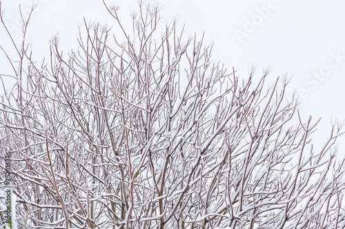 Tree Branches against the sky after a snowfall