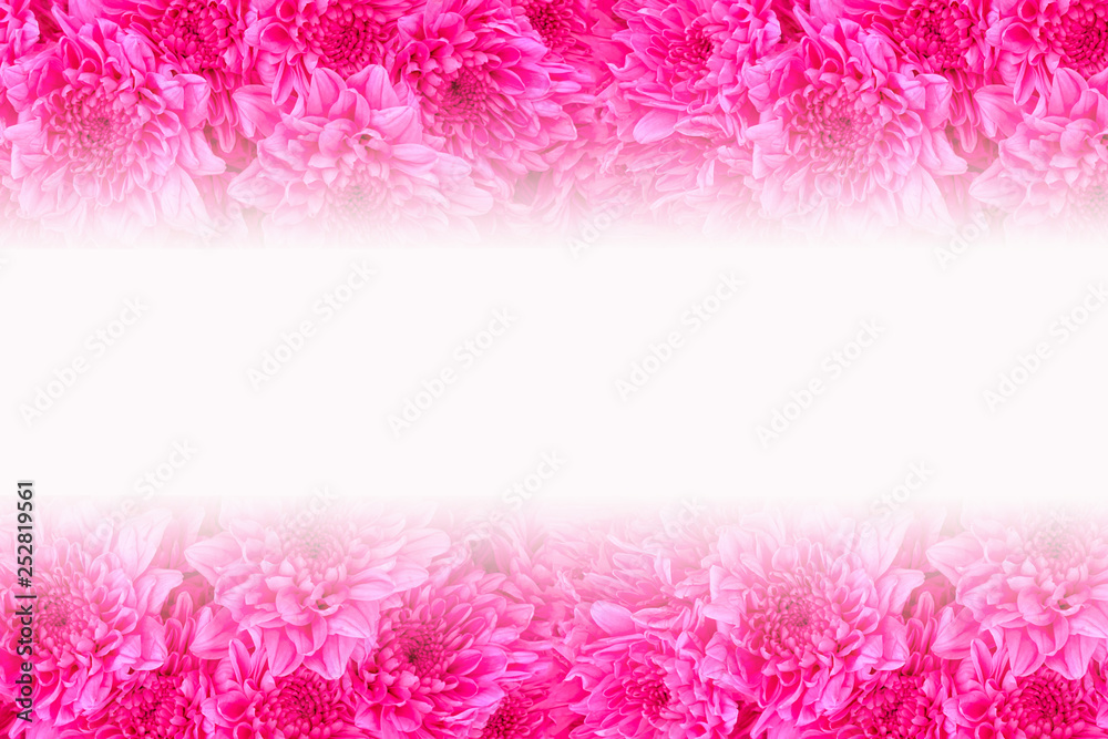 Close up pink flowers background Close up pink flowers background