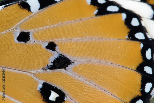 Monarch Wings