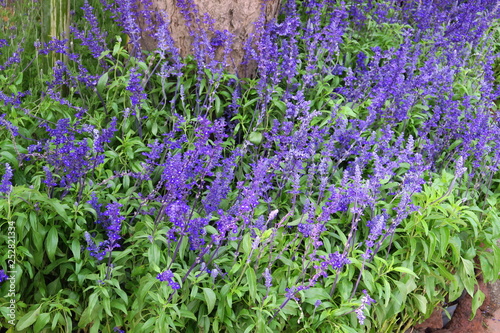 Buisson de fleurs  bleues
