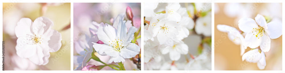 Cherry blossom collage Cherry blossom collage