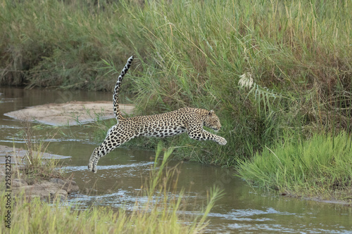 Leopard Leap