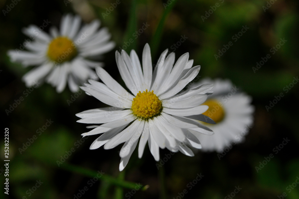 Fototapeta premium Common daisies in the meadow (macro). Bellis perennis flowers background