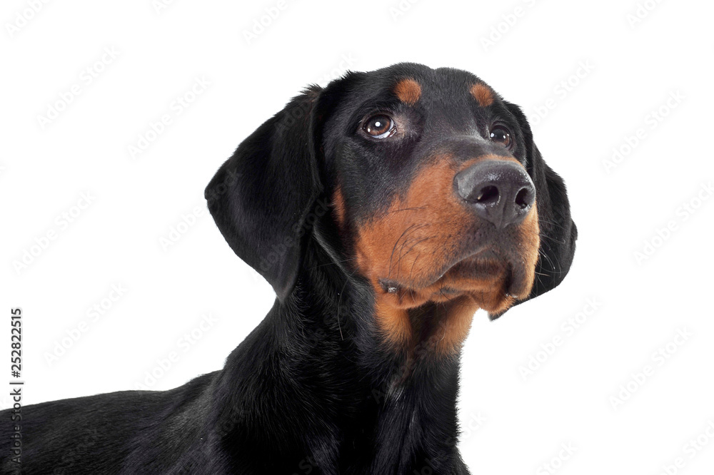 Portrait of an adorable Erdélyi kopó looking up curiously