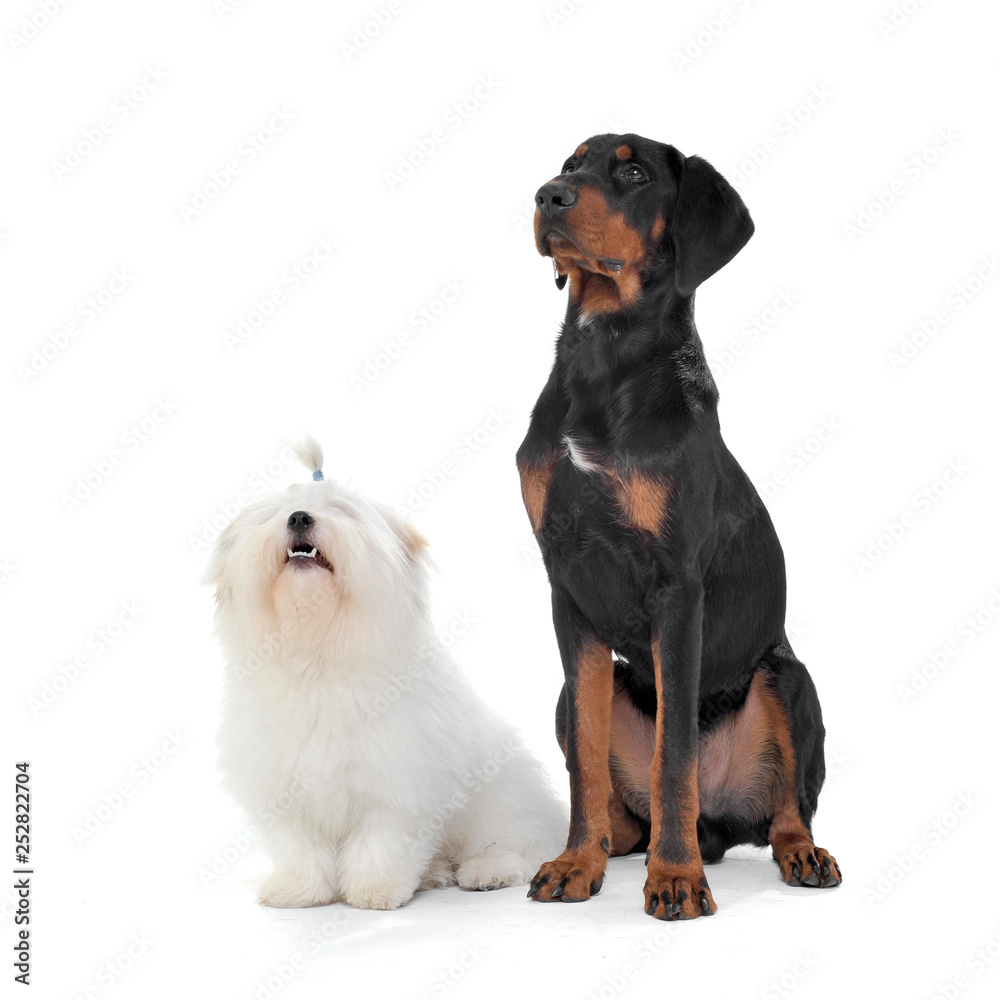 Obraz premium An adorable Maltese and an Erdélyi kopó sitting on white background