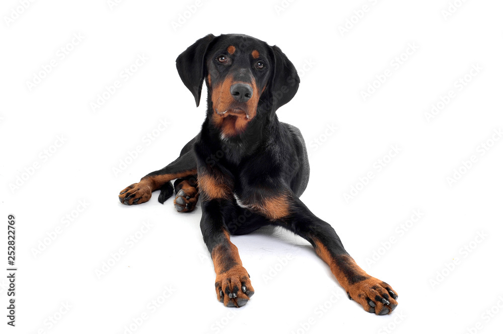 Studio shot of an adorable Erdélyi kopó looking curiously at the camera