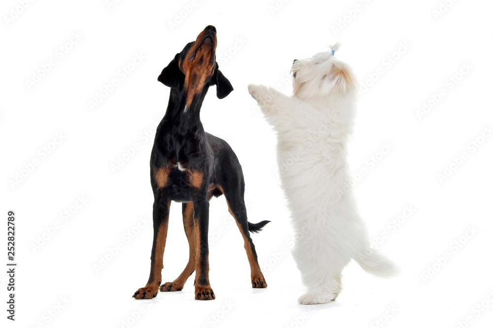 Fototapeta premium Studio shot of an adorable Erdélyi kopó with a cute Maltese standing on hind legs