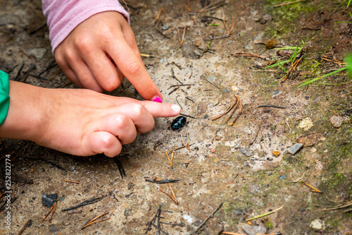 Closeup of little children boy and girl hands at forest ground, exploring and learning about nature and insects. Pointing and touching a black bug.