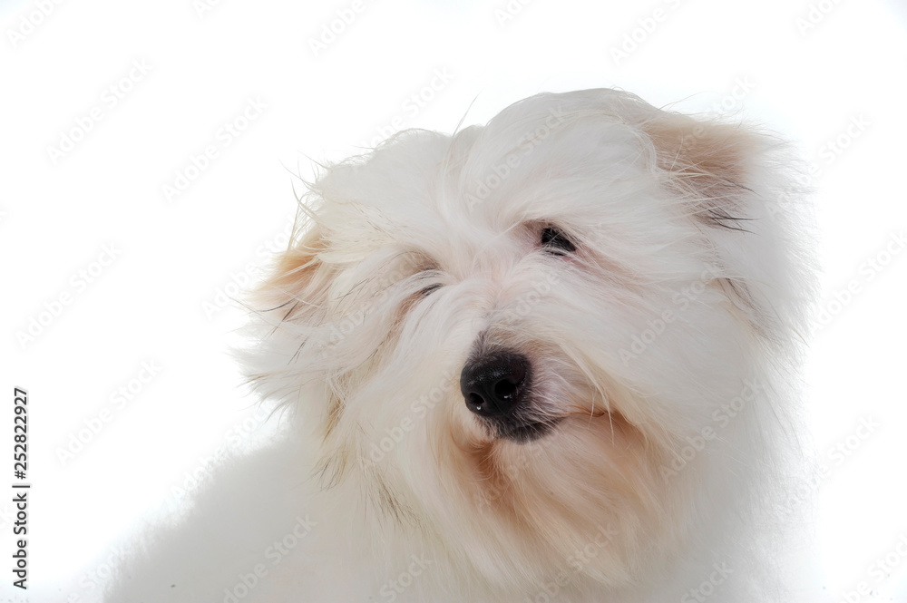 Portrait of an adorable Maltese looking curiously