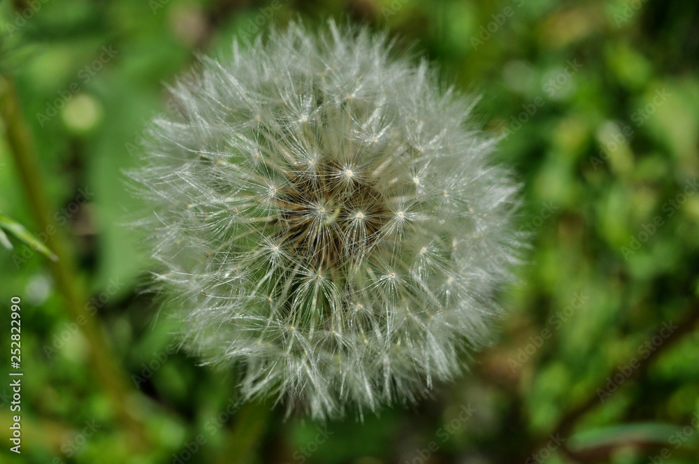 Beautiful dandelion flower Beautiful dandelion flower